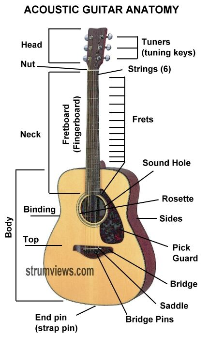 Understanding the Basics: An Introduction to Guitar Anatomy