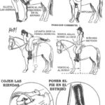 Ride Like a Pro: Essential Horse Riding Tips for All Levels